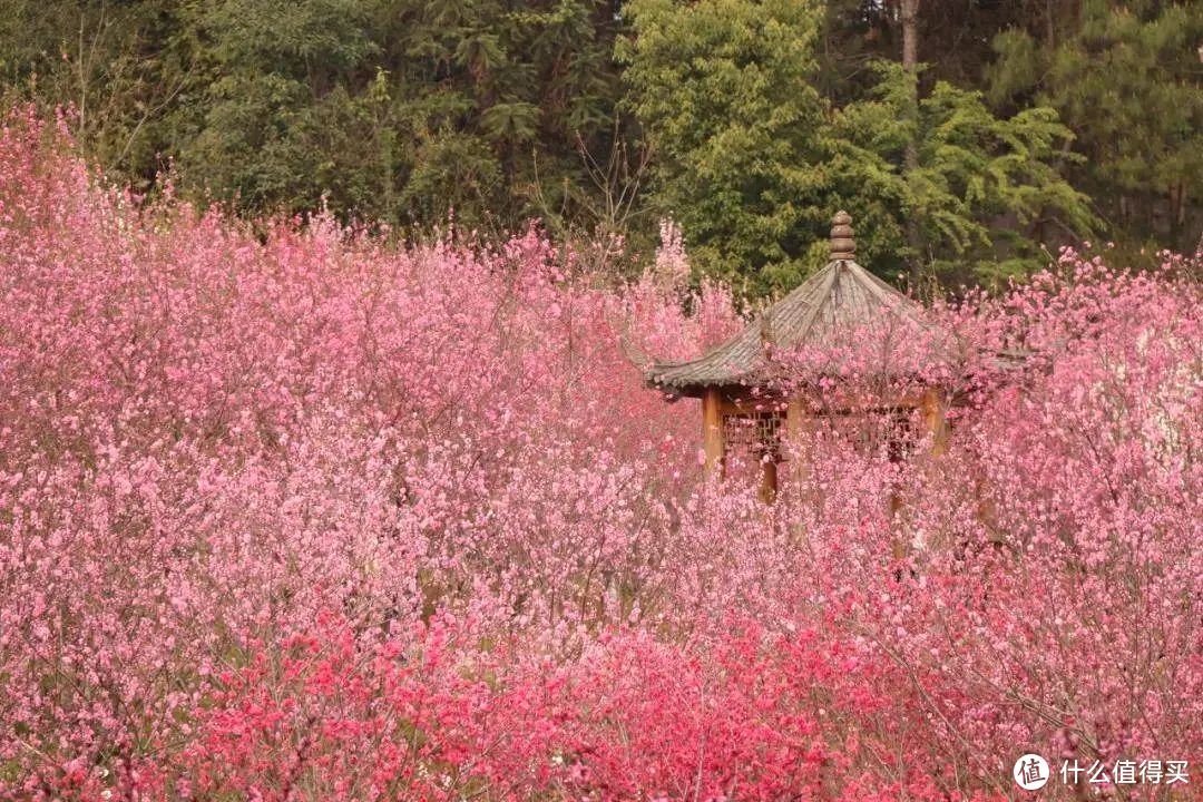 桃源县·何处去寻桃花源？