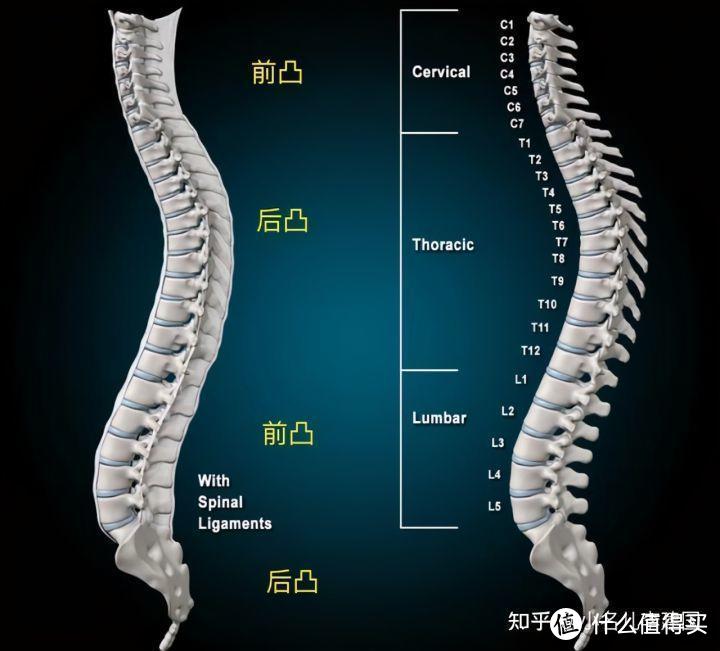 从头枕到脚踏，说说618入手的黑白调人体工学椅体验