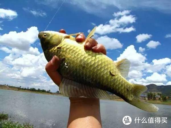 韩跑跑黑坑钓上全磁拉饵盘，有人在珠江钓上奇怪箱子，你钓到过啥