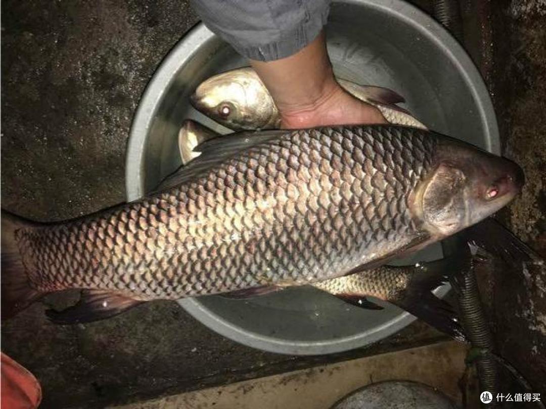 野塘里连钓3条鱼 不知是青鱼还是草鱼 已下锅 求钓鱼人鉴定 垂钓用品 什么值得买