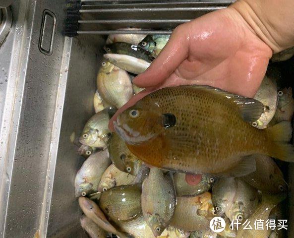 太阳鱼入侵四川，多个水域均有发现，钓鱼人：别着急，今晚加个菜