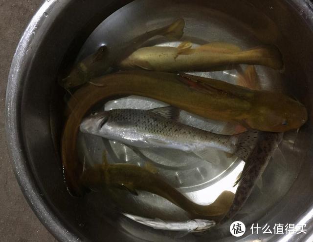 广西男子钓获“罕见”牛尾巴鱼，近半米，网友：P图