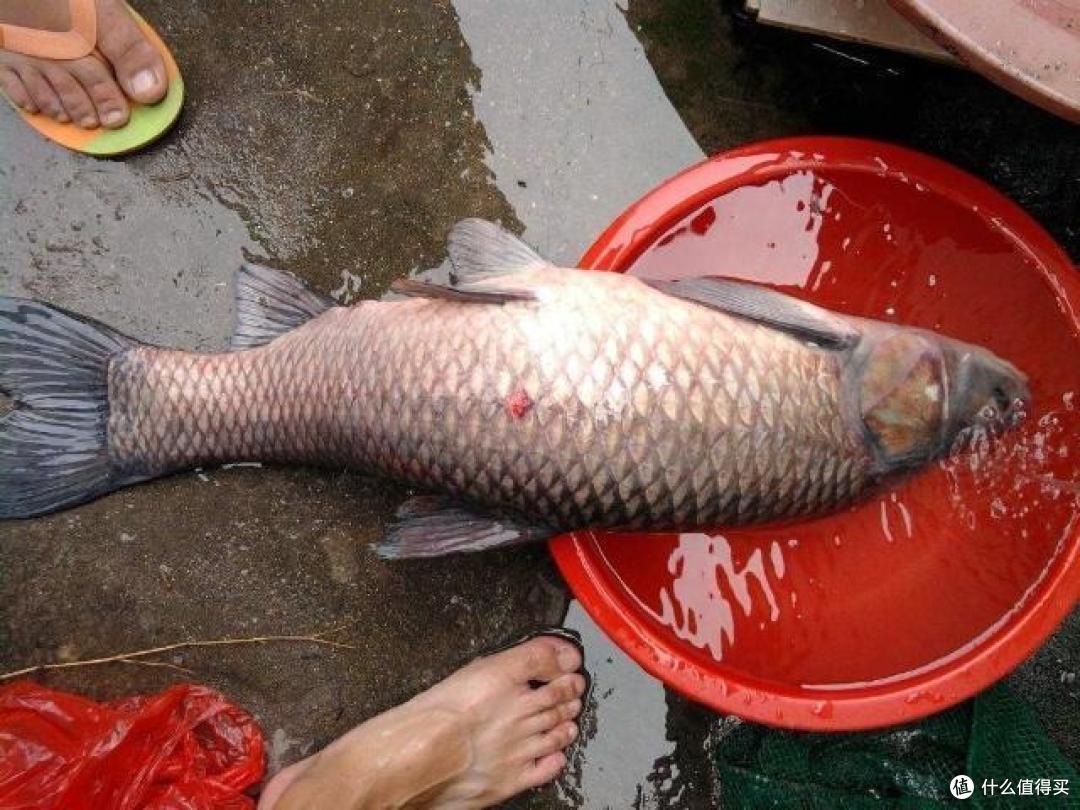 夏季水库钓青鱼 把握好这3个关键点 助你轻松钓获大青鱼 垂钓用品 什么值得买
