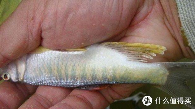 这种鱼我们叫它“汉斗”，有地方叫它“桃花鱼”，钓鱼人你见过吗