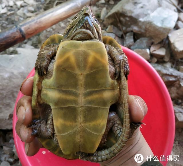 广东一钓鱼人捡获“鹰嘴龟”，拍照后赶紧放生，网友：还好你没吃