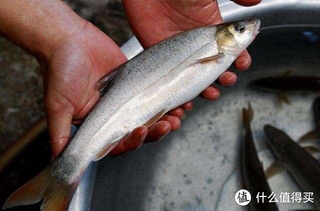 这种鱼长1斤需要10年，因美味被吃成保护动物