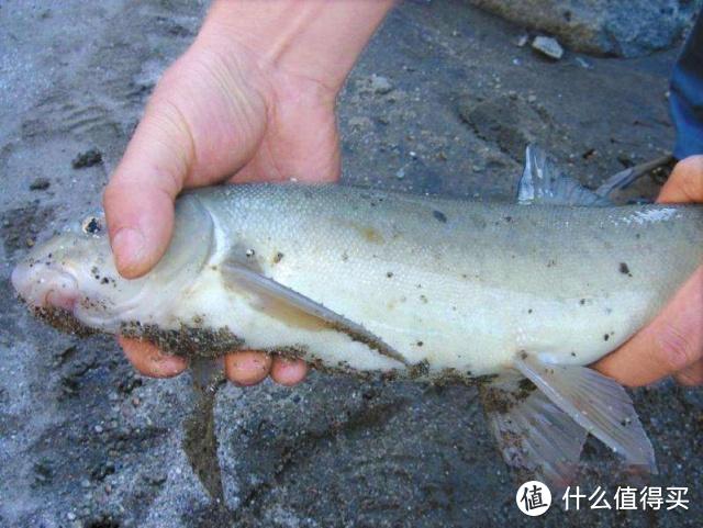 这种鱼长1斤需要10年，因美味被吃成保护动物