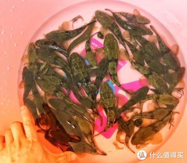 我们叫它"石头鱼",曾被用来喂鸭子,如今"一金难求"