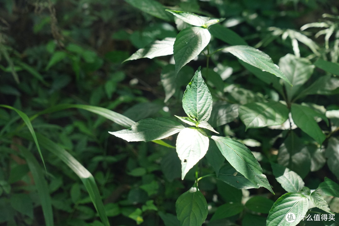 杭州｜黑珍珠餐厅｜涤心沼