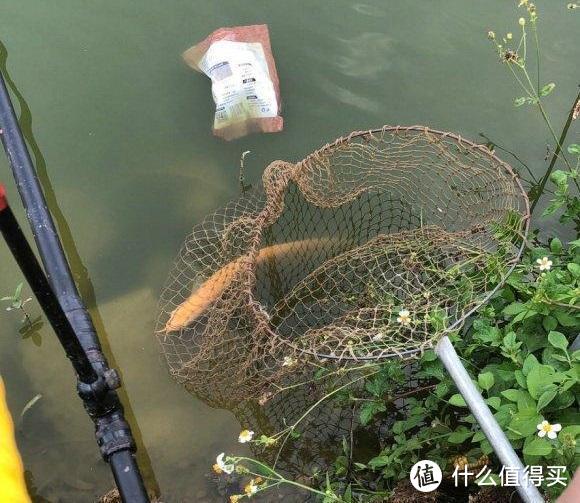 东莞一钓鱼人河边发现“龙鱼”，网友：一条值几百，赚大了