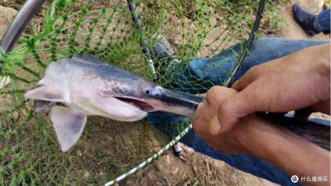 安徽钓鱼人解锁新鱼种嘴巴长长像鸭子求大家鉴定是什么鱼