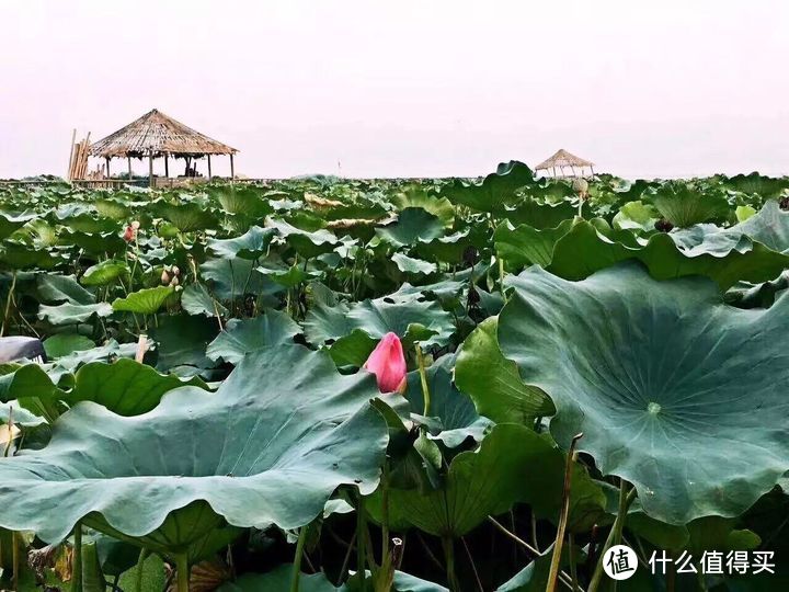 去阳澄湖吃大闸蟹哪家好 美景美食一样好