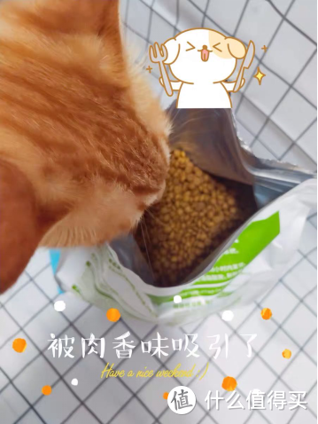 千万别做自制猫粮！新手养猫注意事项