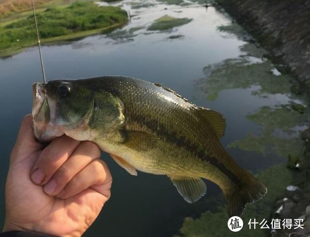 佛罗里达黑鲈图片