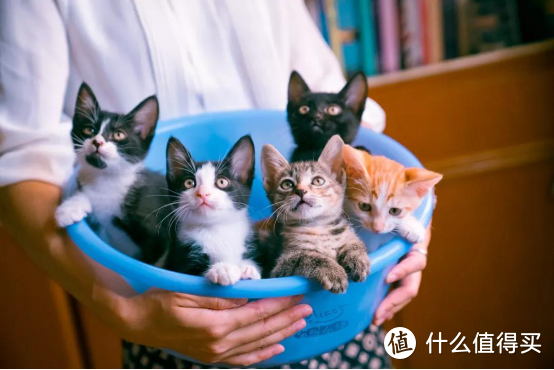 各阶段的幼猫应该怎么吃幼猫猫粮？