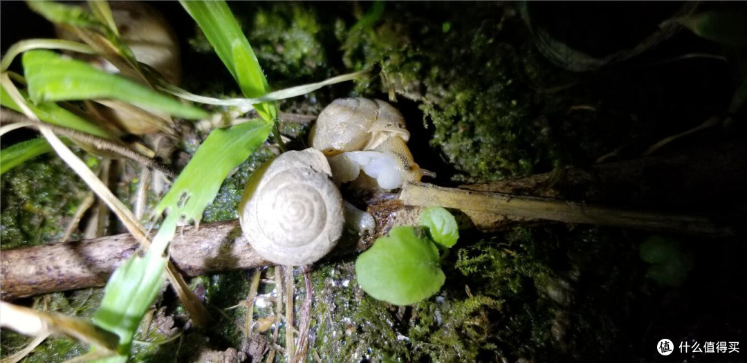 科学课作业拍出bbc纪录片的感觉直播蜗牛的相遇相爱啪啪啪生娃之路