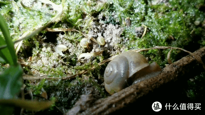 二,找蜗牛,搭建小窝,观察日记