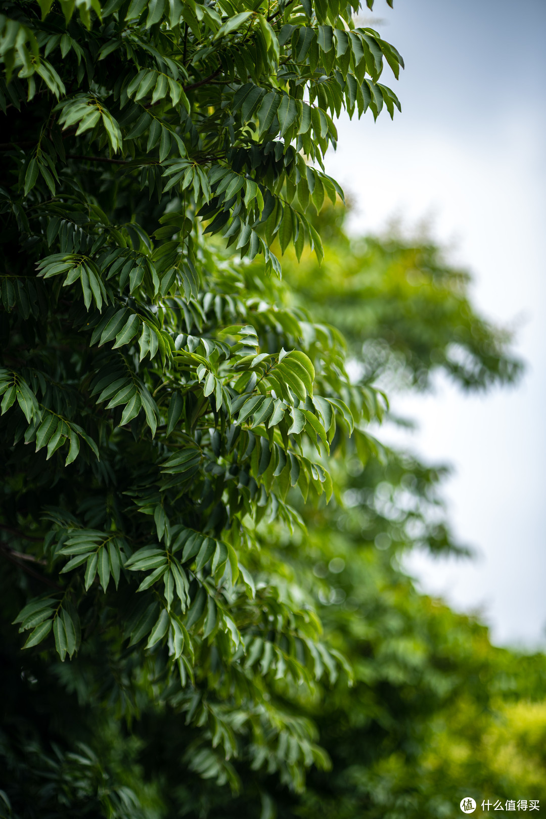 刀锐奶化的典范