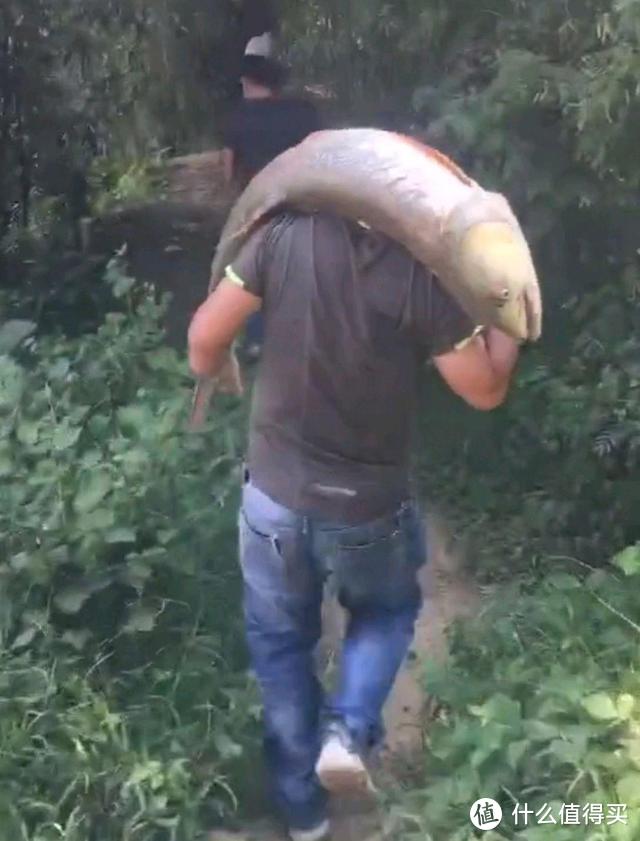 广州一钓鱼人钓起“水老虎”，1米多，老大爷：这是害鱼，吃了它