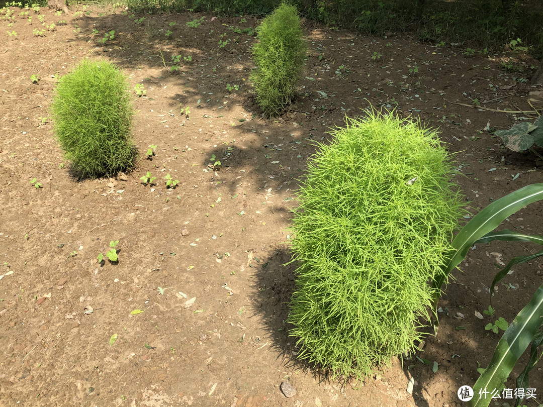 夏至前后，去农村遇到这些野菜赶紧挖，鲜嫩正当季，错过等一年