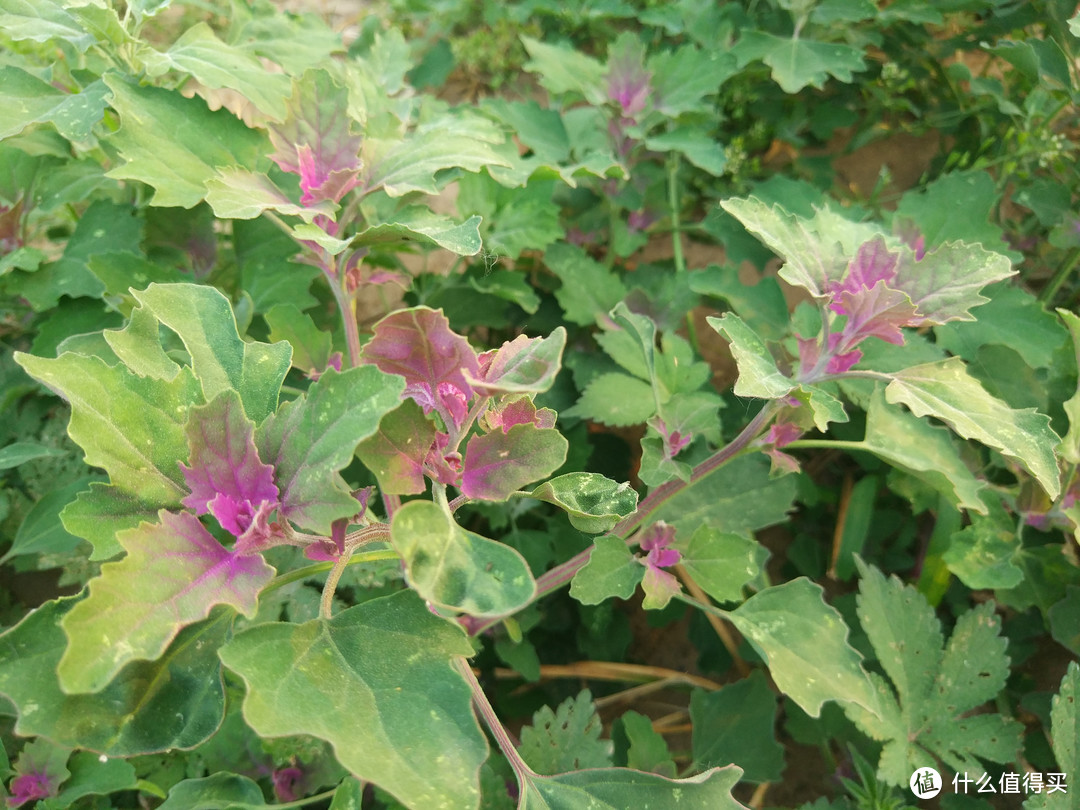 夏至前后，去农村遇到这些野菜赶紧挖，鲜嫩正当季，错过等一年