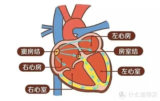 人体心脏工作原理图片