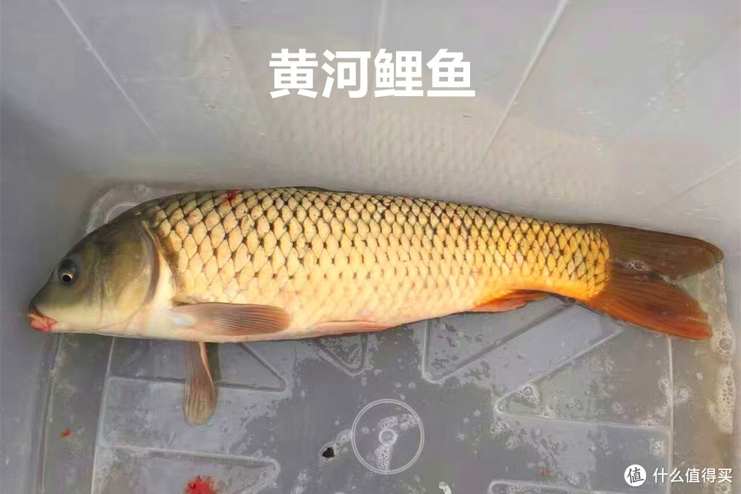黄河大鲤鱼受热捧，曾经的“淡水鱼王”还能吃到吗？