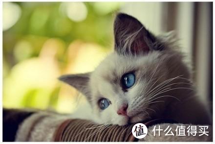 猫咪化毛膏大揭秘，你想知道的功效和作用来了！