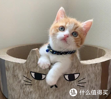 猫粮如何选择？性价比高的国产猫粮同样安全放心！