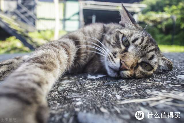 猫粮等于猪饲料？关于猫粮你所不知道的那些