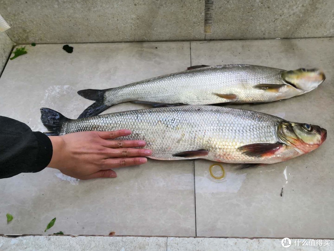 四川大哥钓上“罕见翘嘴鱼”，1米多长，抱着有点吃力