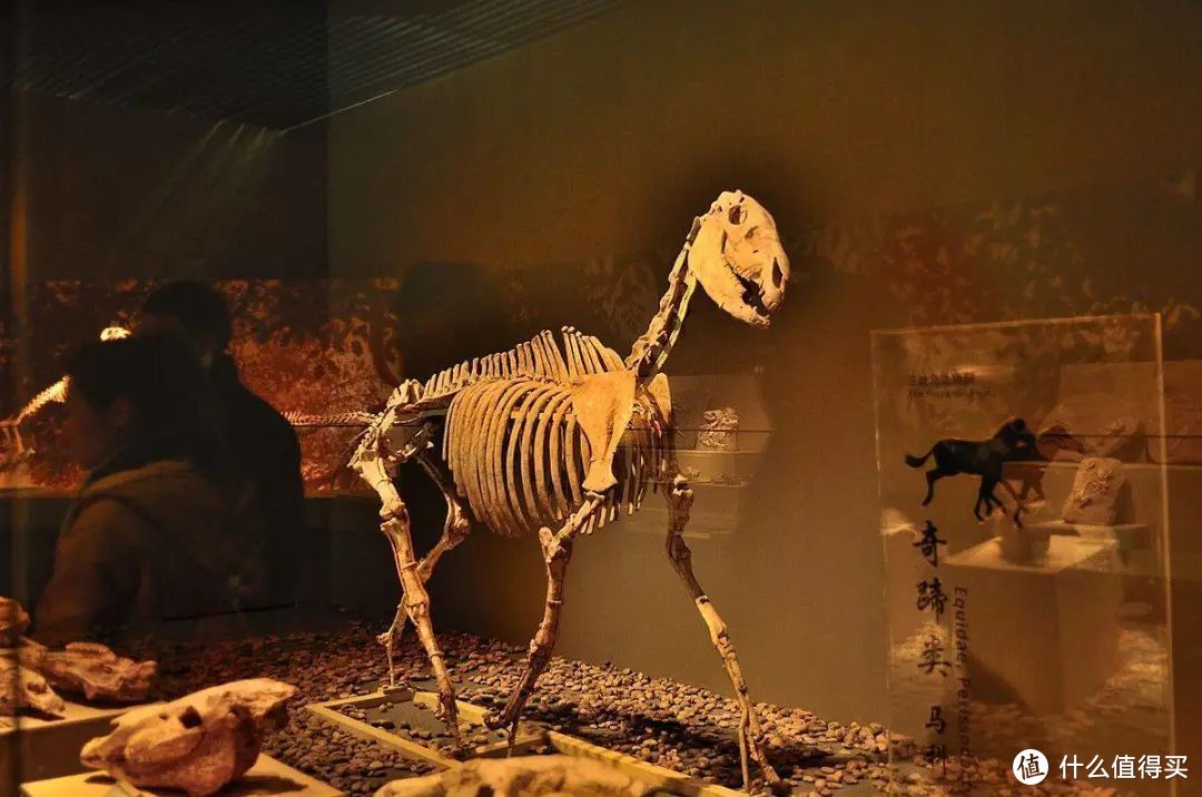 三趾马化石©临夏州博物馆