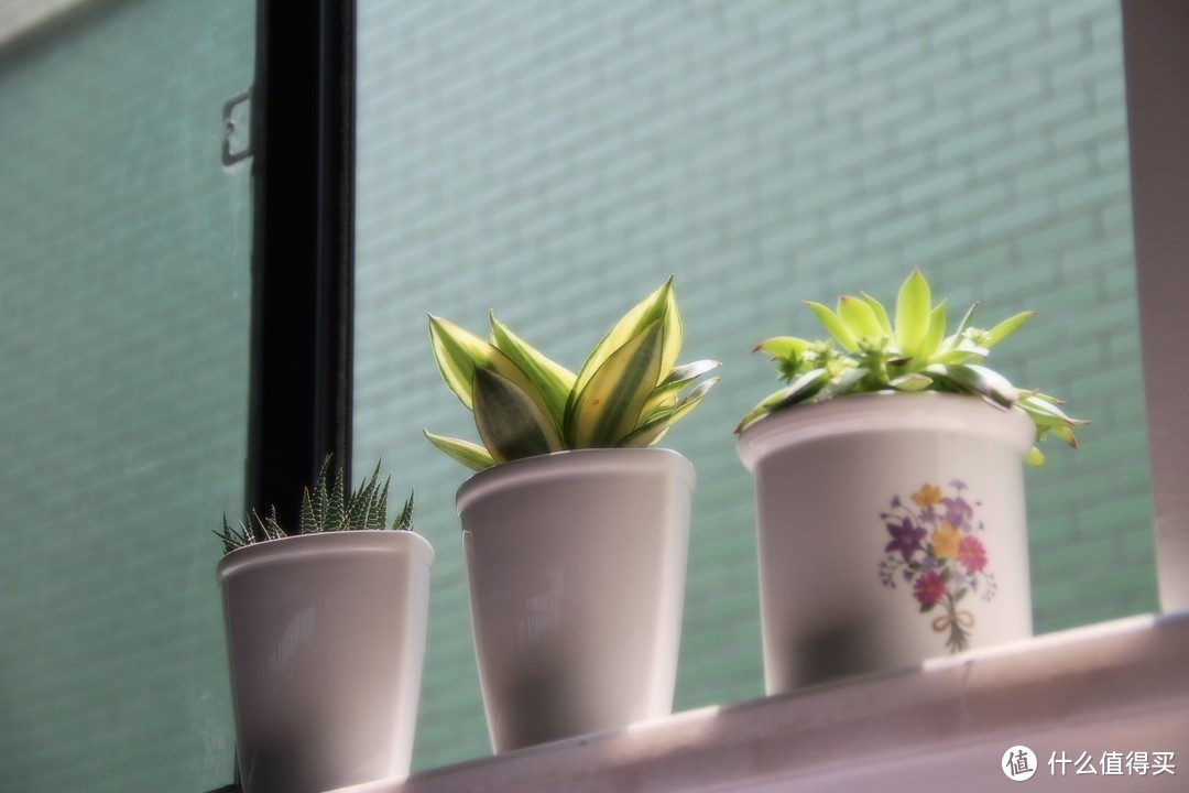 不要被植物PUA，办公桌面最适合照顾的几种植物