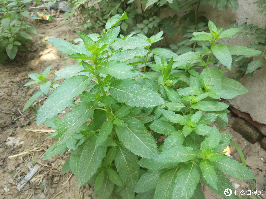 河南人最爱吃的4种夏日食材，清爽开胃，越吃越香，你吃过几种呢