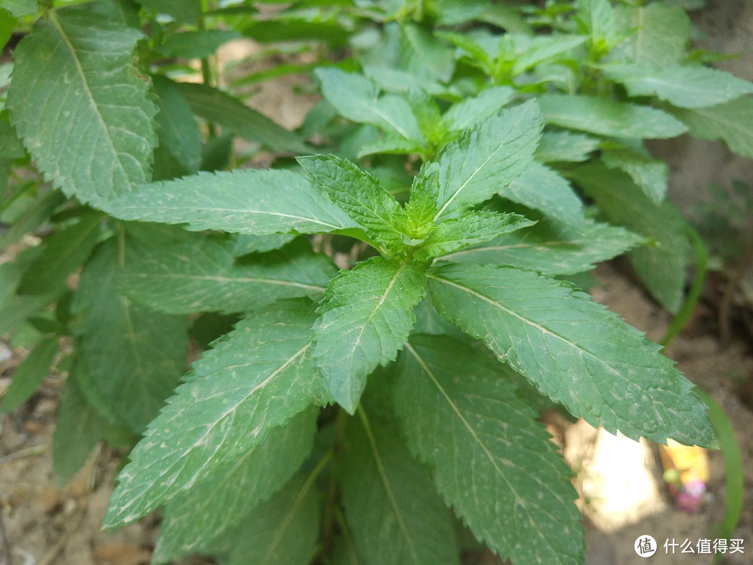 炎炎夏日，到河南遇到这种面条要多吃，秒杀烩面，清凉爽口真过瘾