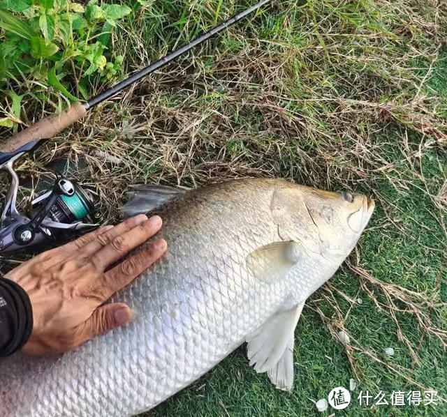 广州一男子钓获“新鱼种”，像鳜鱼又像鲈鱼，有些担心会“泛滥”