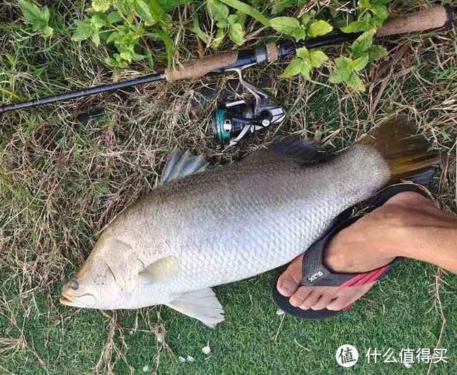 广州一男子钓获“新鱼种”，像鳜鱼又像鲈鱼，有些担心会“泛滥”