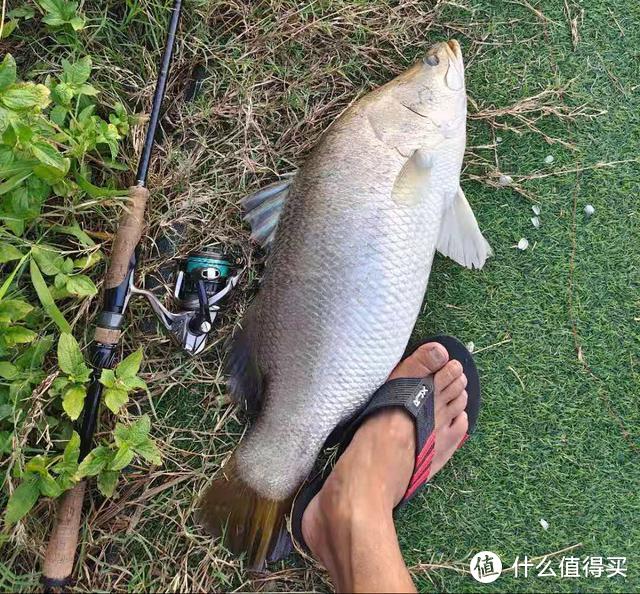 广州一男子钓获“新鱼种”，像鳜鱼又像鲈鱼，有些担心会“泛滥”