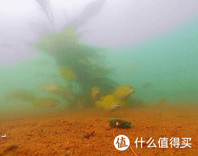 总被罗非鱼闹窝，东莞一钓鱼人找来水下摄像机，水下画面让人无奈