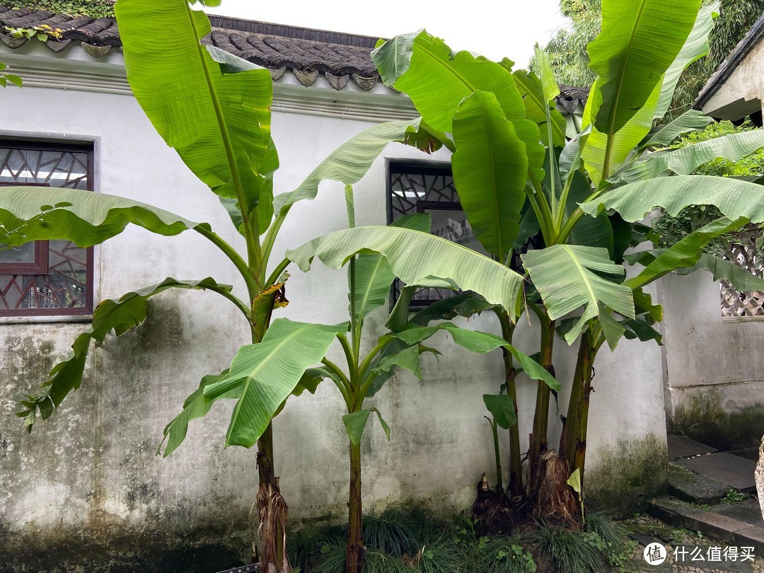 老年人旅游，散步在苏州街头