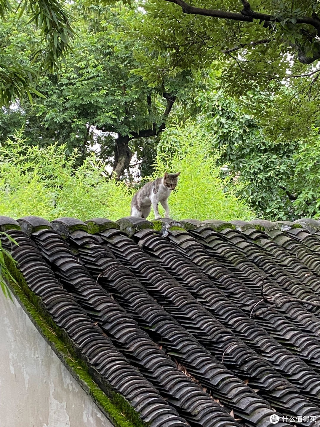 老年人旅游，散步在苏州街头