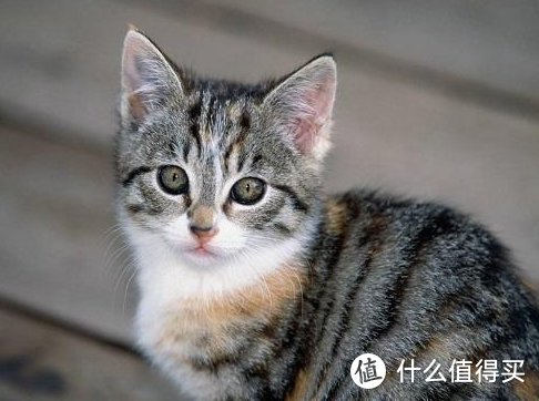 【宠物小科普】卵磷脂有用吗？猫吃卵磷脂还是蛋黄好？