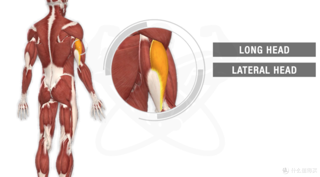 只有哑铃该如何训练肱三头肌