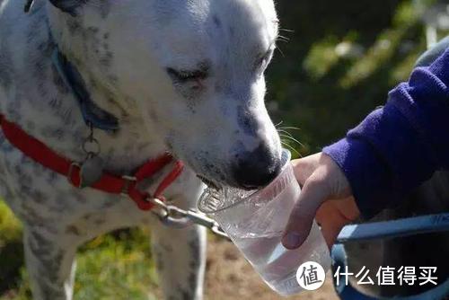 大夏天30℃+啦，遛狗你全副武装，但狗狗中暑知多少？