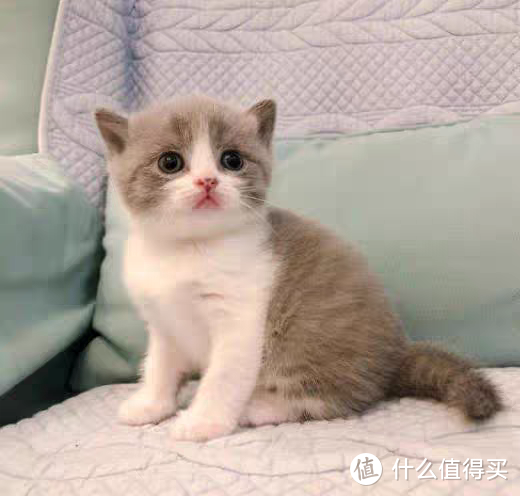 小猫多大可以吃猫粮？99%的铲屎官都做错了!