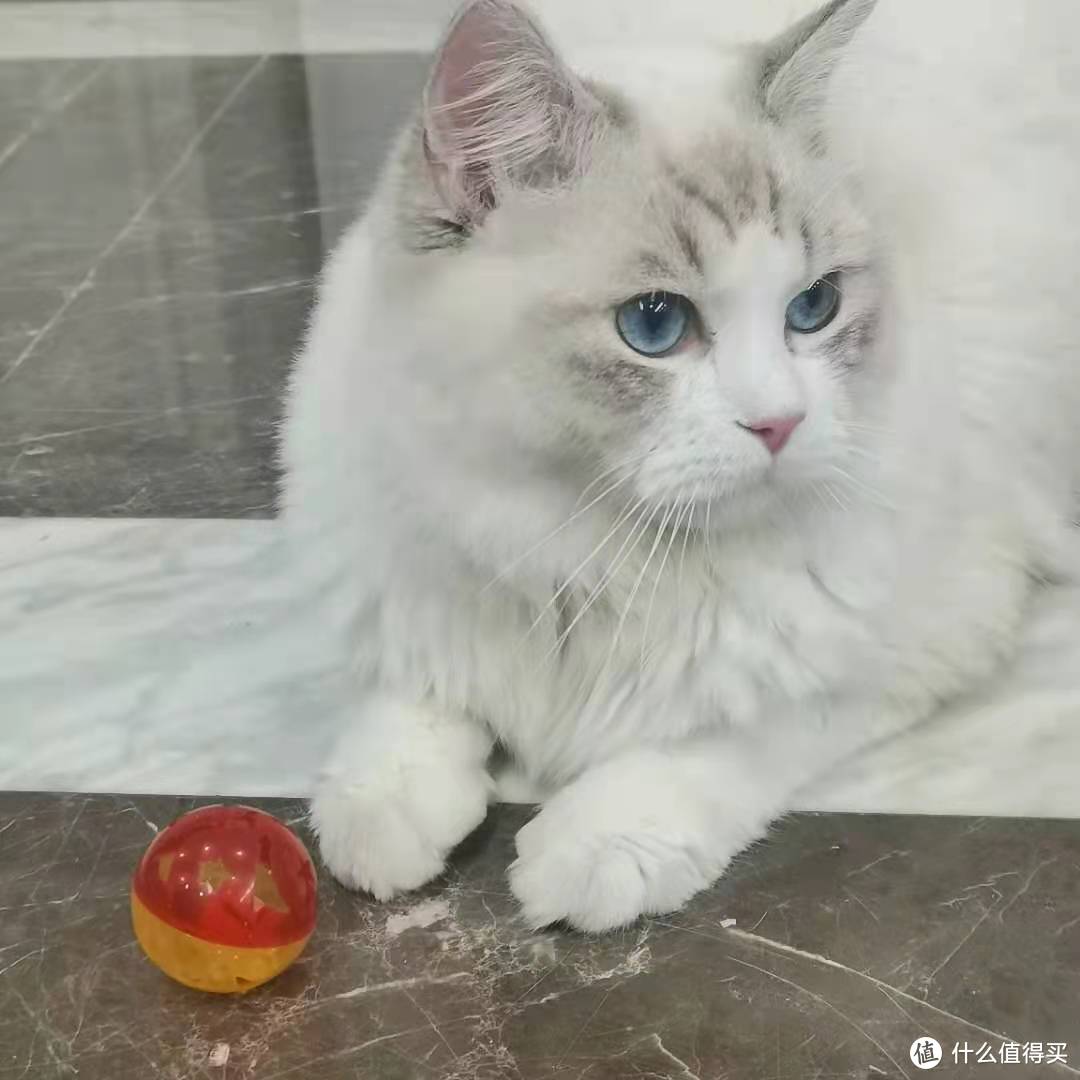 新手养猫丨猫夏季养猫注意事项，饮食环境健康