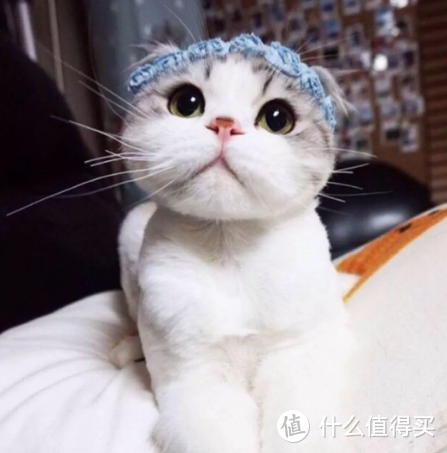 国产猫粮什么牌子好？2021猫粮品牌排行