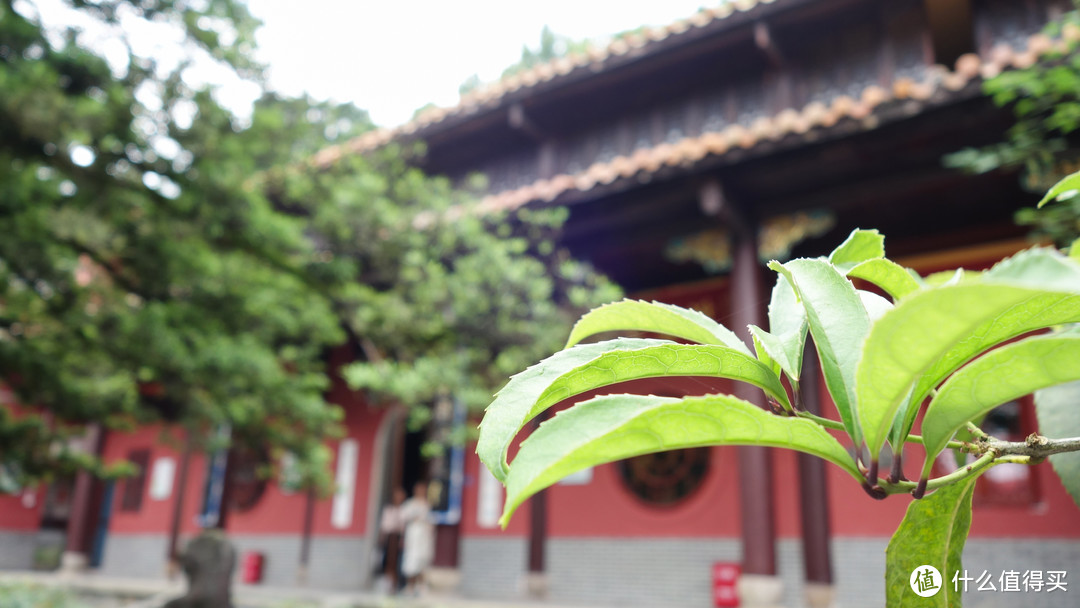 才饮长沙水，又食武昌鱼|长沙篇