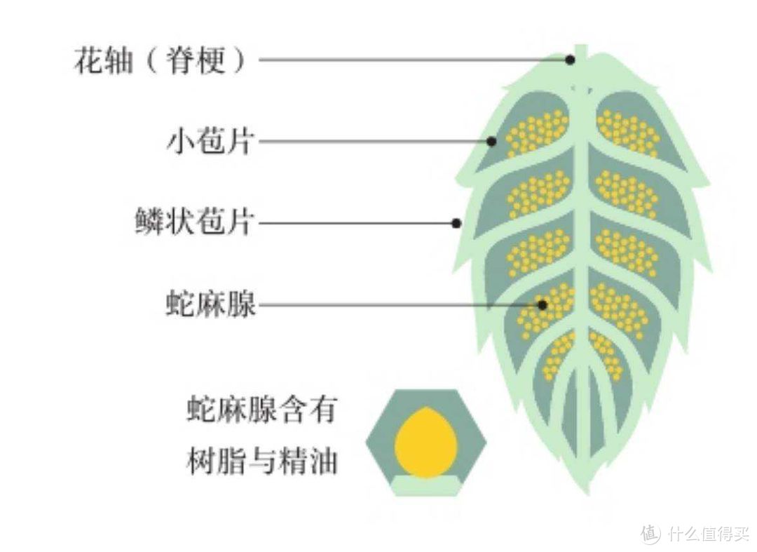 听说欧洲杯和啤酒更配？12款好喝啤酒清单，带你度过激爽欧洲杯，包含迷失海岸、打嗝海狸等哦~