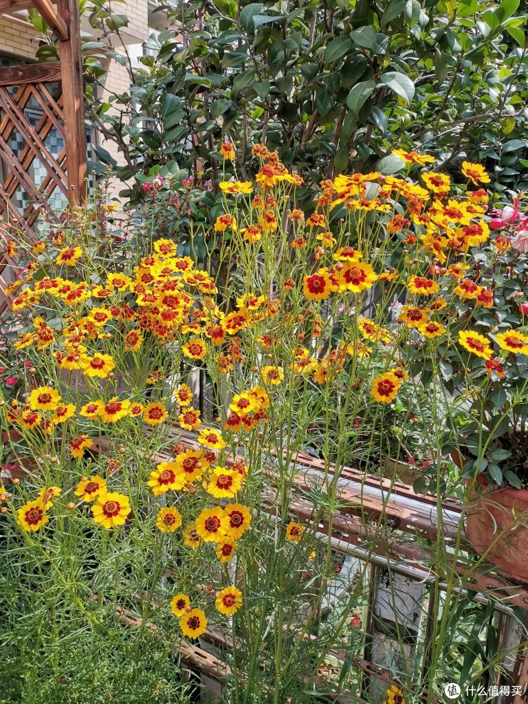 阳台养花系列-夏天都能不断开花的花卉